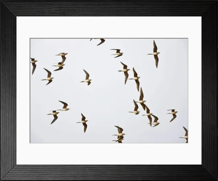 Framed Print : Collared Pratincole - flock in flight - April - Extremadura - Spain Framed Print : Collared Pratincole - flock in flight - April - Extremadura - Spain