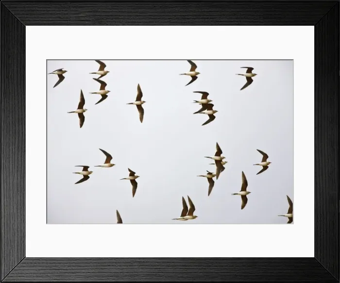 Framed Print : Collared Pratincole - flock in flight - April - Extremadura - Spain Framed Print : Collared Pratincole - flock in flight - April - Extremadura - Spain