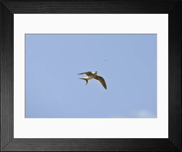 Framed Print : Collared Pratincole - in flight catching food - April - Extremadura - Spain Framed Print : Collared Pratincole - in flight catching food - April - Extremadura - Spain