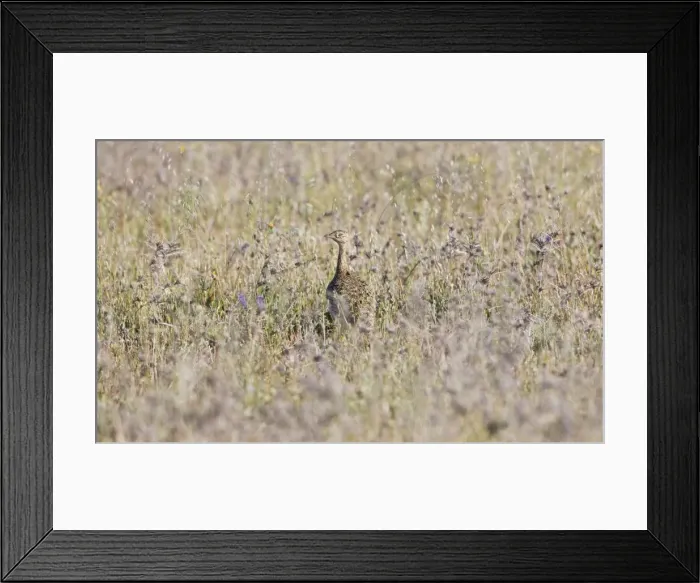 Framed Print : Little Bustard - female stood in grass - April - Extremadura - Spain Framed Print : Little Bustard - female stood in grass - April - Extremadura - Spain