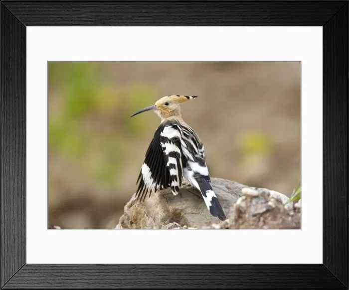 Framed Print : Hoopoe - stretching wings whilst preening - April - Extremadura - Spain Framed Print : Hoopoe - stretching wings whilst preening - April - Extremadura - Spain