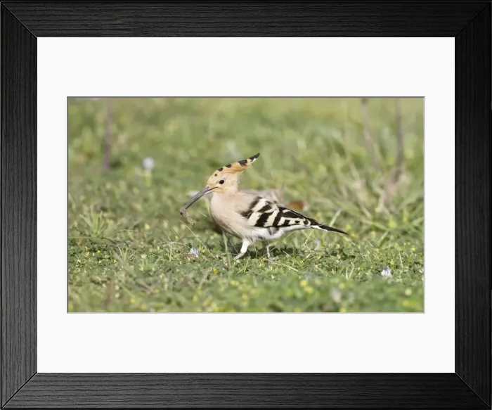 Framed Print : Hoopoe - feeding on grass - April - Southern Turkey Framed Print : Hoopoe - feeding on grass - April - Southern Turkey