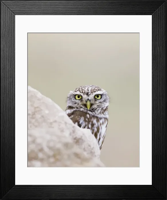 Framed Print : Little Owl - peering round a rock - April - Extremadura - Spain Framed Print : Little Owl - peering round a rock - April - Extremadura - Spain