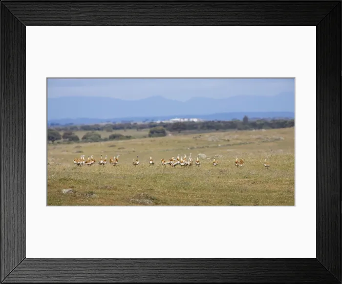 Framed Print : Great Bustards - flock of 21 males - April - Plains of Belin - Extremadura - Spain Framed Print : Great Bustards - flock of 21 males - April - Plains of Belin - Extremadura - Spain