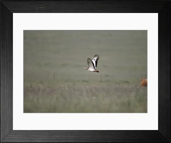 Framed Print : Great Bustard - in flight - April - Plains of Belin - Extremadura - Spain Framed Print : Great Bustard - in flight - April - Plains of Belin - Extremadura - Spain