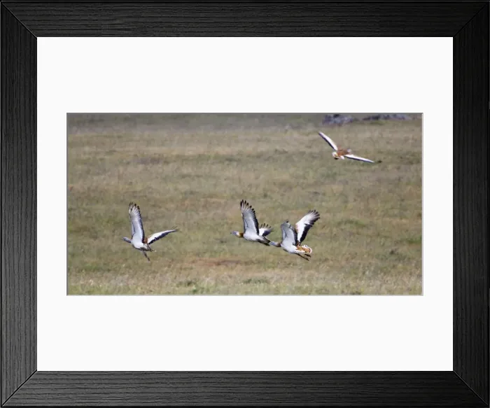 Framed Print : Great Bustards - flock in flight - April - Plains of Belin - Extremadura - Spain Framed Print : Great Bustards - flock in flight - April - Plains of Belin - Extremadura - Spain