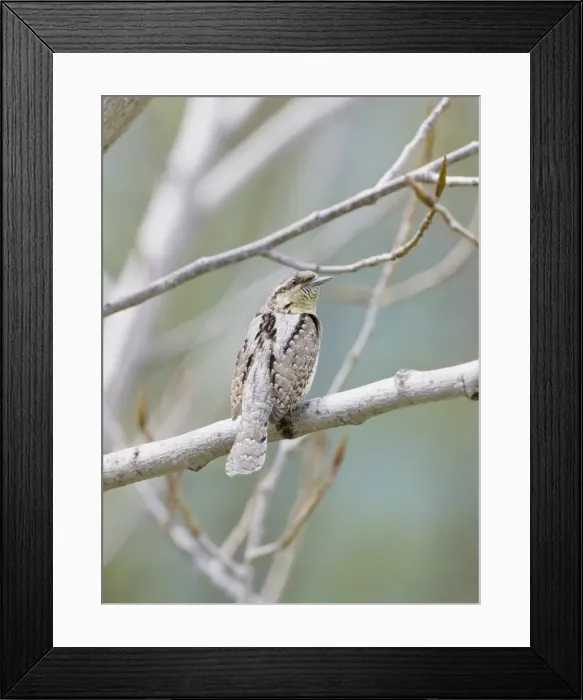 Framed Print : Wryneck - adult perched on branch - April - Southern Turkey Framed Print : Wryneck - adult perched on branch - April - Southern Turkey