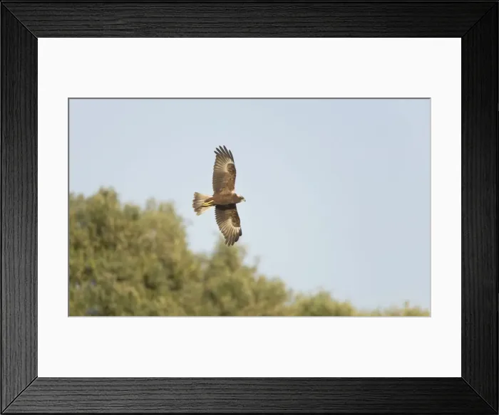 Framed Print : Marsh Harrier - In flight hunting - September - Suffolk - UK Framed Print : Marsh Harrier - In flight hunting - September - Suffolk - UK