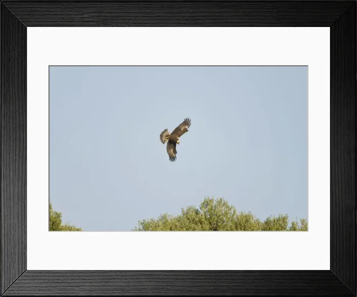 Framed Print : Marsh Harrier - In flight hunting - September - Suffolk - UK Framed Print : Marsh Harrier - In flight hunting - September - Suffolk - UK
