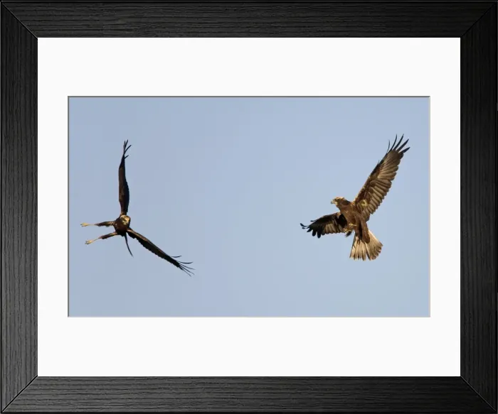 Framed Print : Marsh Harrier - In flight play-fighting - September - Suffolk - UK Framed Print : Marsh Harrier - In flight play-fighting - September - Suffolk - UK