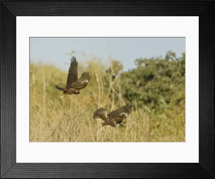 Framed Print : Marsh Harrier - In flight - September - Suffolk - UK Framed Print : Marsh Harrier - In flight - September - Suffolk - UK