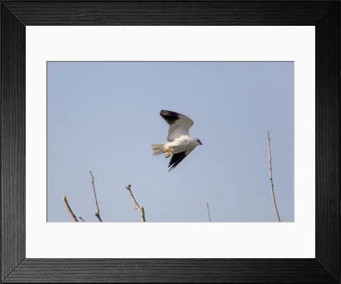 Framed Print : Black-shouldered Kite - in flight - September - La Janda - Spain Framed Print : Black-shouldered Kite - in flight - September - La Janda - Spain