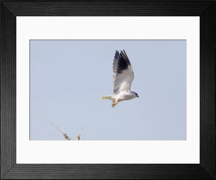 Framed Print : Black-shouldered Kite - in flight - September - La Janda - Spain Framed Print : Black-shouldered Kite - in flight - September - La Janda - Spain