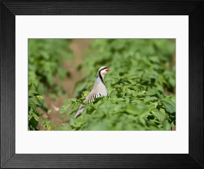 Framed Print : Chukar Partridge - March - Cyprus Framed Print : Chukar Partridge - March - Cyprus