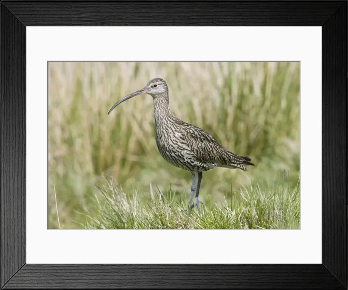 Framed Print : Eurasian Curlew - adult - Scotland Framed Print : Eurasian Curlew - adult - Scotland