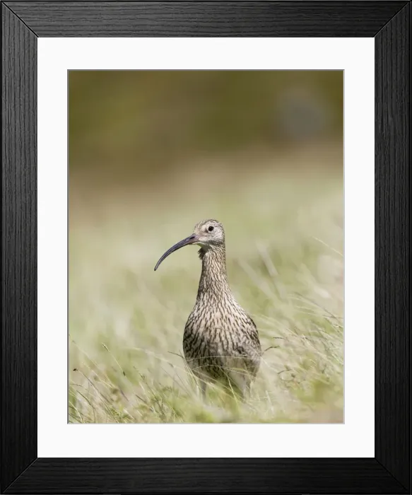 Framed Print : Eurasian Curlew - adult - Scotland Framed Print : Eurasian Curlew - adult - Scotland