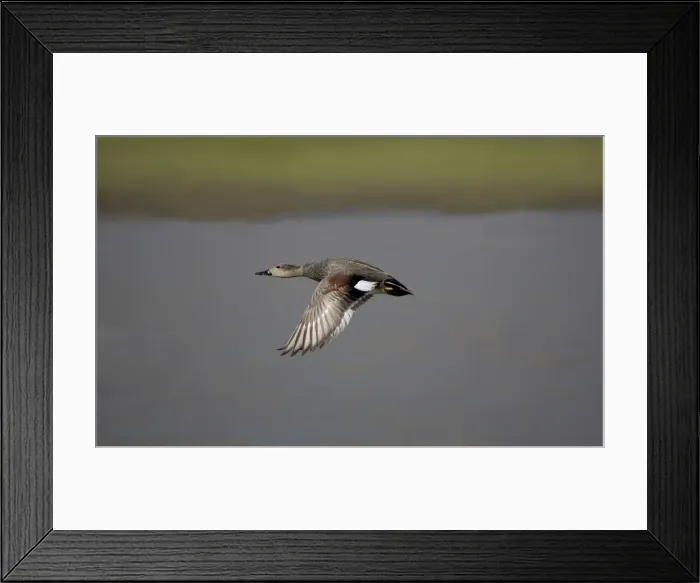 Framed Print : Gadwall - in flight Framed Print : Gadwall - in flight