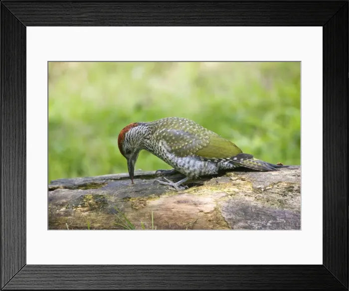 Framed Print : Green Woodpecker - juvenile probing with its tongue for food on a rotting log - Oxon UK Framed Print : Green Woodpecker - juvenile probing with its tongue for food on a rotting log - Oxon UK