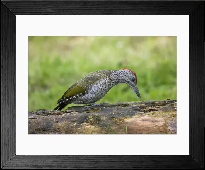 Framed Print : Green Woodpecker - juvenile probing with its tongue for food on a rotting log - Oxon UK Framed Print : Green Woodpecker - juvenile probing with its tongue for food on a rotting log - Oxon UK