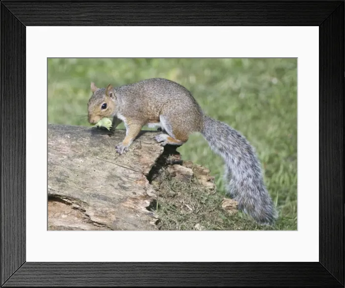 Framed Print : Grey Squirrel - gathering hazelnuts for its winter larder - Oxon UK Framed Print : Grey Squirrel - gathering hazelnuts for its winter larder - Oxon UK