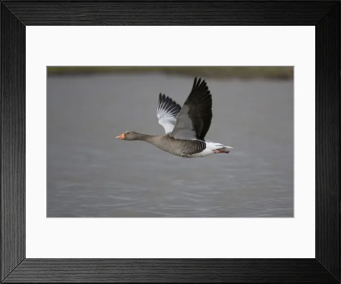 Framed Print : Greylag Goose - in flight over water - UK