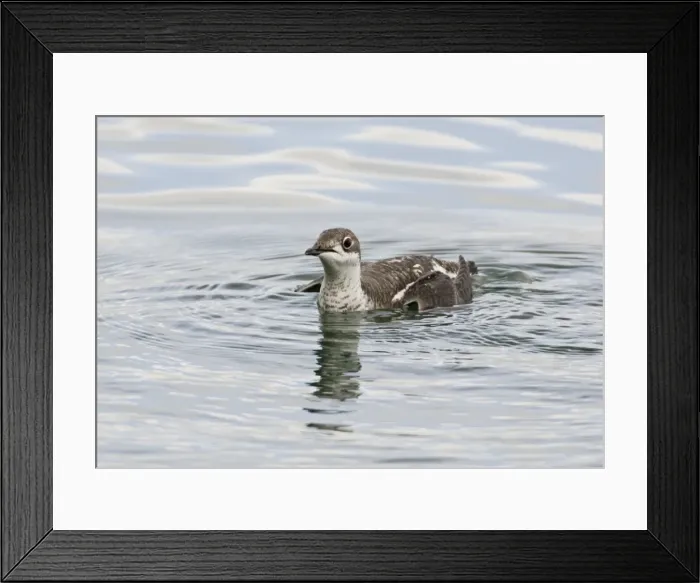 Framed Print : Long - billed Murrelet - in water - vagrant in Devon UK Framed Print : Long - billed Murrelet - in water - vagrant in Devon UK
