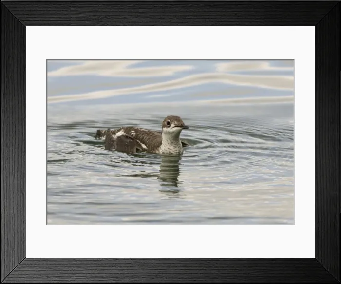 Framed Print : Long - billed Murrelet - in water - vagrant in Devon UK Framed Print : Long - billed Murrelet - in water - vagrant in Devon UK