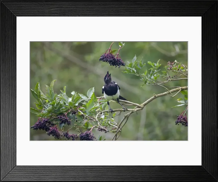 Framed Print : Magpie - eating elder berries Framed Print : Magpie - eating elder berries
