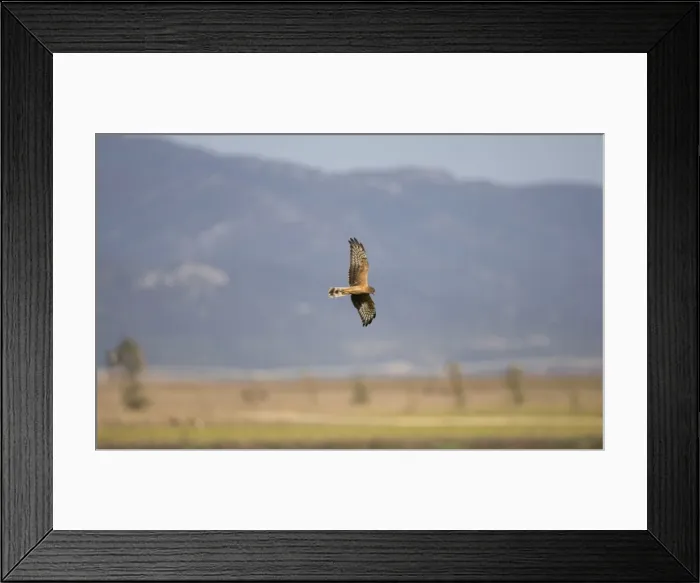 Framed Print : Montagu's Harrier - juvenile hunting - September - La Janda Spain Framed Print : Montagu's Harrier - juvenile hunting - September - La Janda Spain