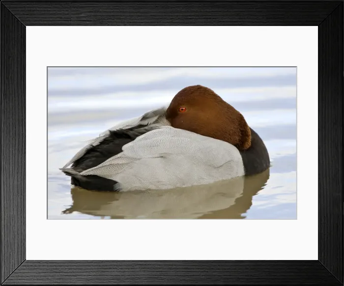 Framed Print : Pochard - resting on water Framed Print : Pochard - resting on water