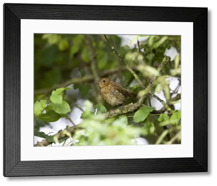 Framed Print : European Robin - juvenile sitting in hedge Framed Print : European Robin - juvenile sitting in hedge