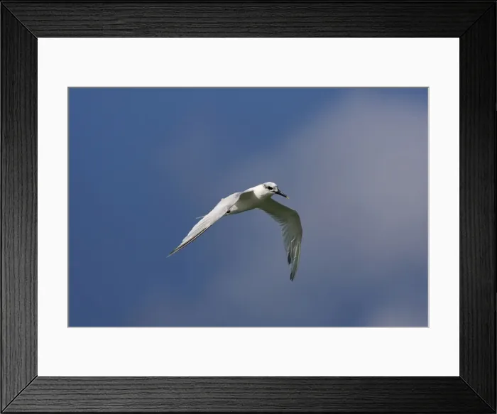 Framed Print : Sandwich Tern - winter plumage - in flight - Tarifa Spain Framed Print : Sandwich Tern - winter plumage - in flight - Tarifa Spain