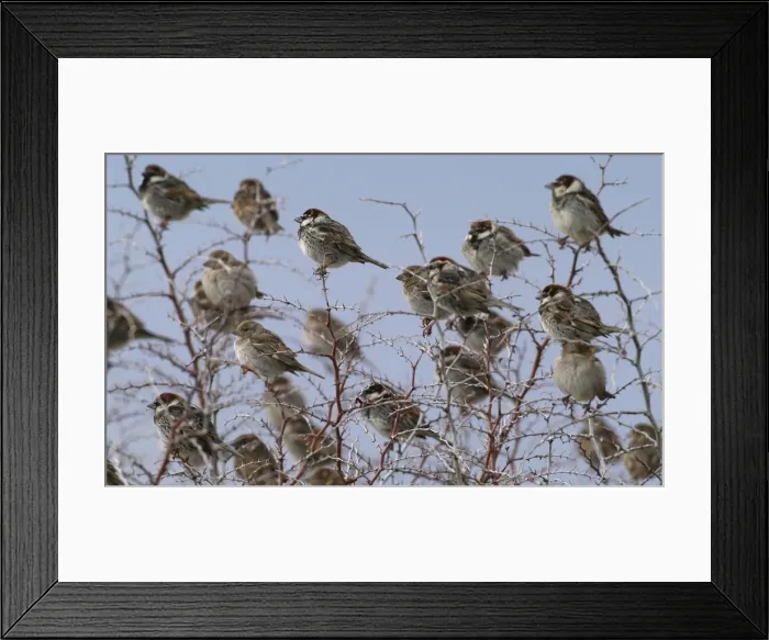 Framed Print : Spanish Sparrows - flock in bush - March - Cyprus Framed Print : Spanish Sparrows - flock in bush - March - Cyprus