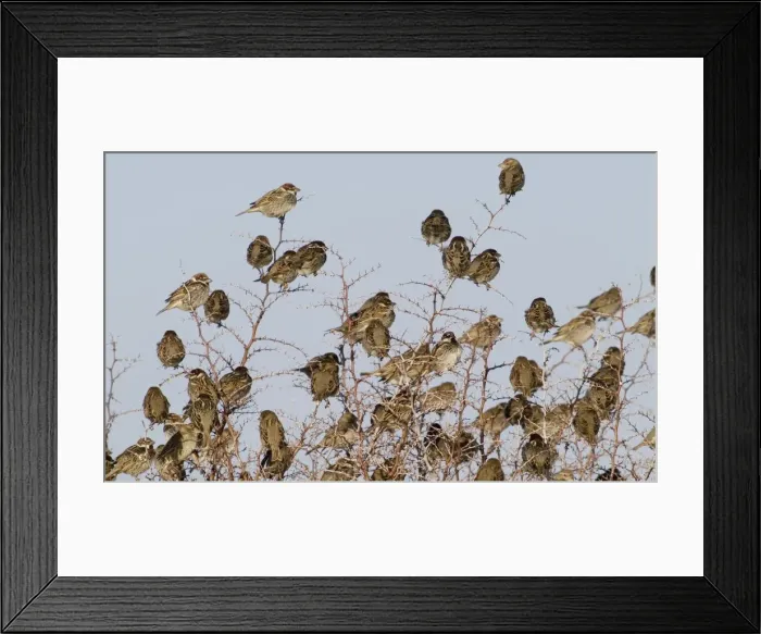 Framed Print : Spanish Sparrows - flock in bush - March - Cyprus Framed Print : Spanish Sparrows - flock in bush - March - Cyprus