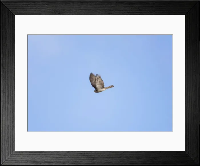 Framed Print : Sparrowhawk - in flight - September Framed Print : Sparrowhawk - in flight - September