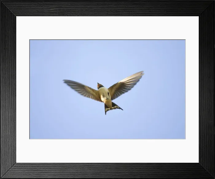 Framed Print : Swallow - in flight Framed Print : Swallow - in flight