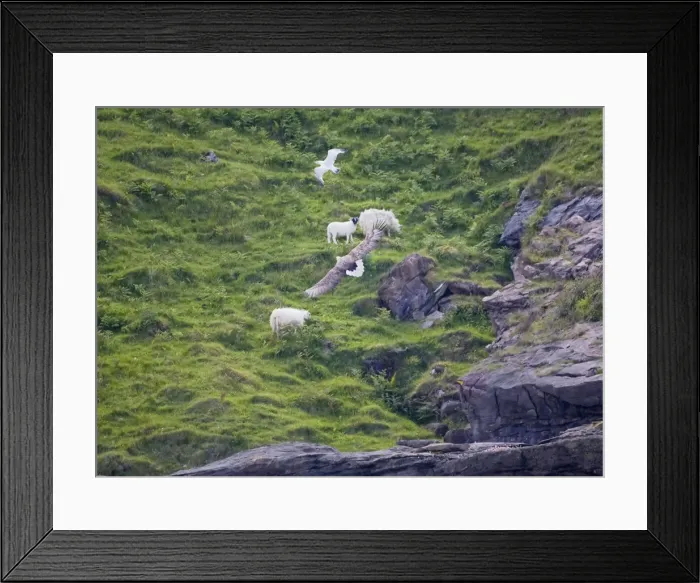 Framed Print : White-tailed Eagle - Adult in flight past sheep - Scottish Hillside Framed Print : White-tailed Eagle - Adult in flight past sheep - Scottish Hillside