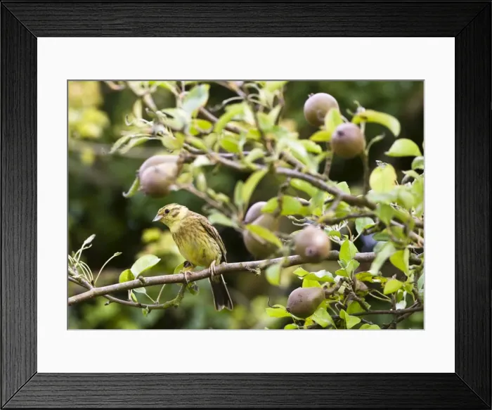 Framed Print : Yellowhammer - female in pear tree - Oxon UK Framed Print : Yellowhammer - female in pear tree - Oxon UK