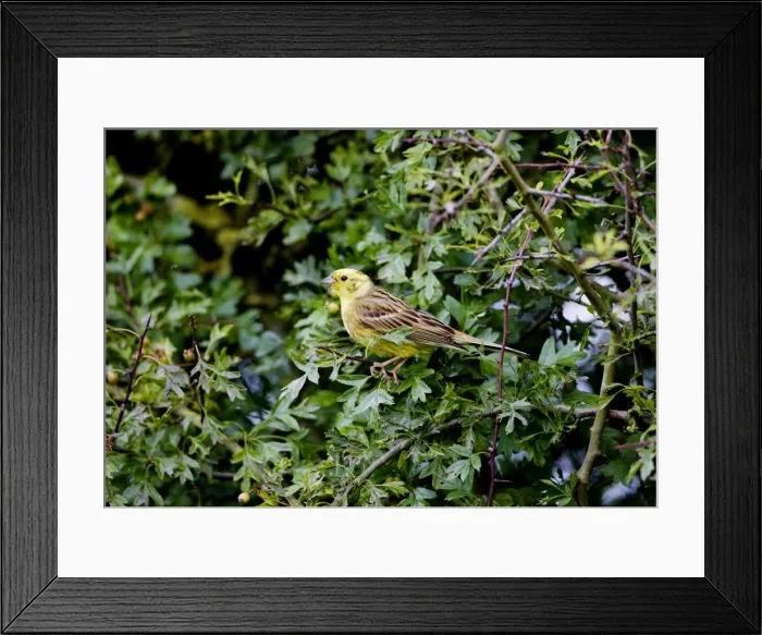 Framed Print : Yellowhammer - male in hedgerow - Oxon UK Framed Print : Yellowhammer - male in hedgerow - Oxon UK
