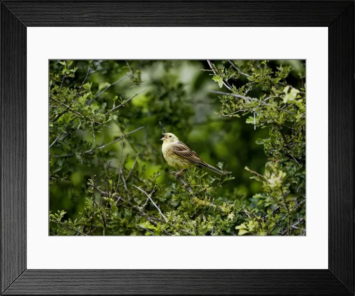Framed Print : Yellowhammer - male - singing on territory - Oxon UK Framed Print : Yellowhammer - male - singing on territory - Oxon UK