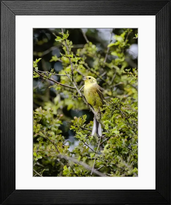 Framed Print : Yellowhammer - male - singing on territory - Oxon UK Framed Print : Yellowhammer - male - singing on territory - Oxon UK