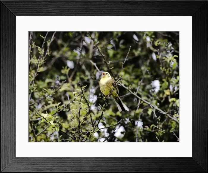 Framed Print : Yellowhammer - male - singing on territory - Oxon UK Framed Print : Yellowhammer - male - singing on territory - Oxon UK