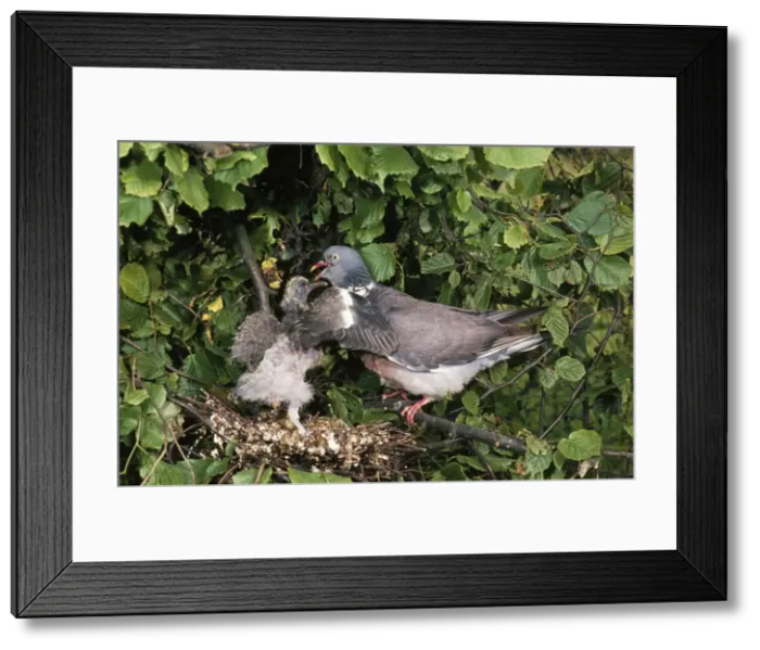 Framed Print : Wood Pigeon RJCB 223 Columba palumbus © R. J. C. Blewitt  /  ARDEA LONDON