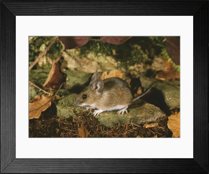 Framed Print : Wood Mouse BJCB 344 Apodemus sylvaticus © RJC Blewitt / ARDEA LONDON Framed Print : Wood Mouse BJCB 344 Apodemus sylvaticus © RJC Blewitt / ARDEA LONDON