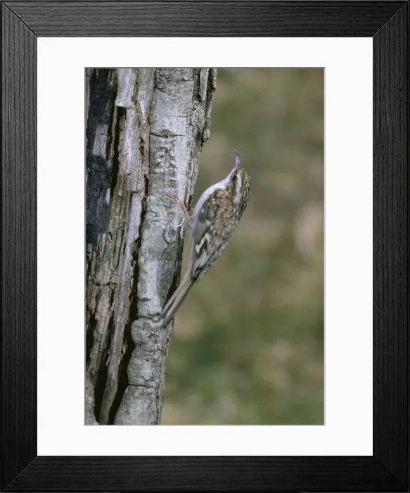 Framed Print : Tree Creeper RJCB 49 Certhia familiaris © R. J. C. Blewitt / ARDEA LONDON Framed Print : Tree Creeper RJCB 49 Certhia familiaris © R. J. C. Blewitt / ARDEA LONDON
