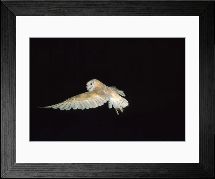 Framed Print : Barn Owl - in flight Framed Print : Barn Owl - in flight