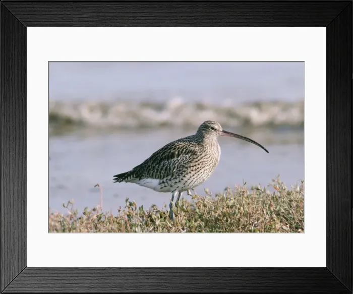 Framed Print : Curlew RLCB 820 Numenius arquata © R. J. C. Blewitt / ARDEA LONDON Framed Print : Curlew RLCB 820 Numenius arquata © R. J. C. Blewitt / ARDEA LONDON