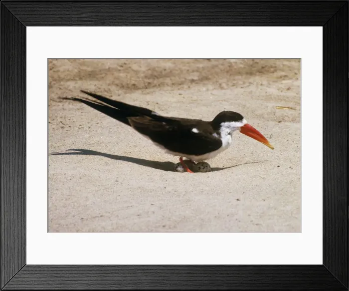 Framed Print : African Skimmer - with eggs Framed Print : African Skimmer - with eggs
