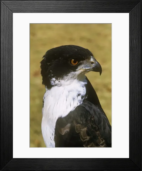 Framed Print : Black Goshawk - female Framed Print : Black Goshawk - female