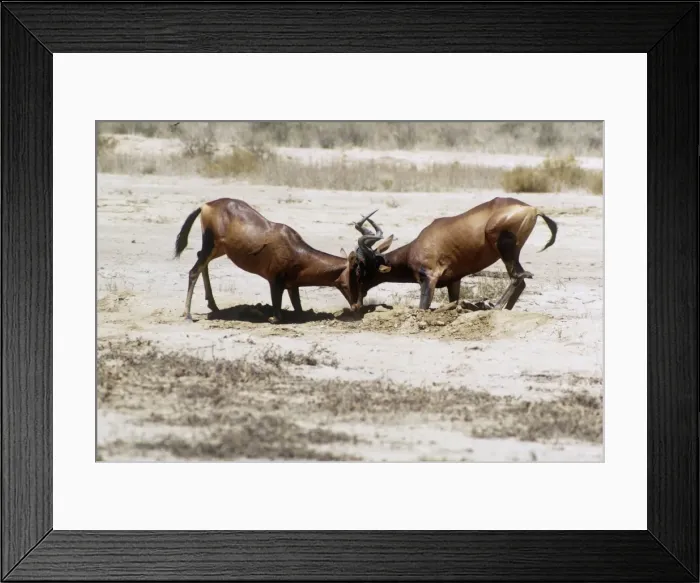Framed Print : Red Hartebeest - bulls figthing Framed Print : Red Hartebeest - bulls figthing